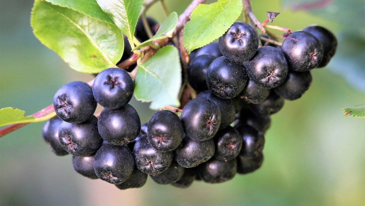 aronia