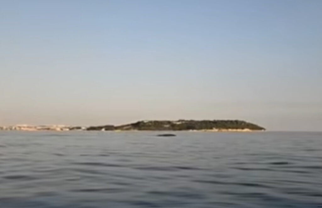 chorvatsko velryba