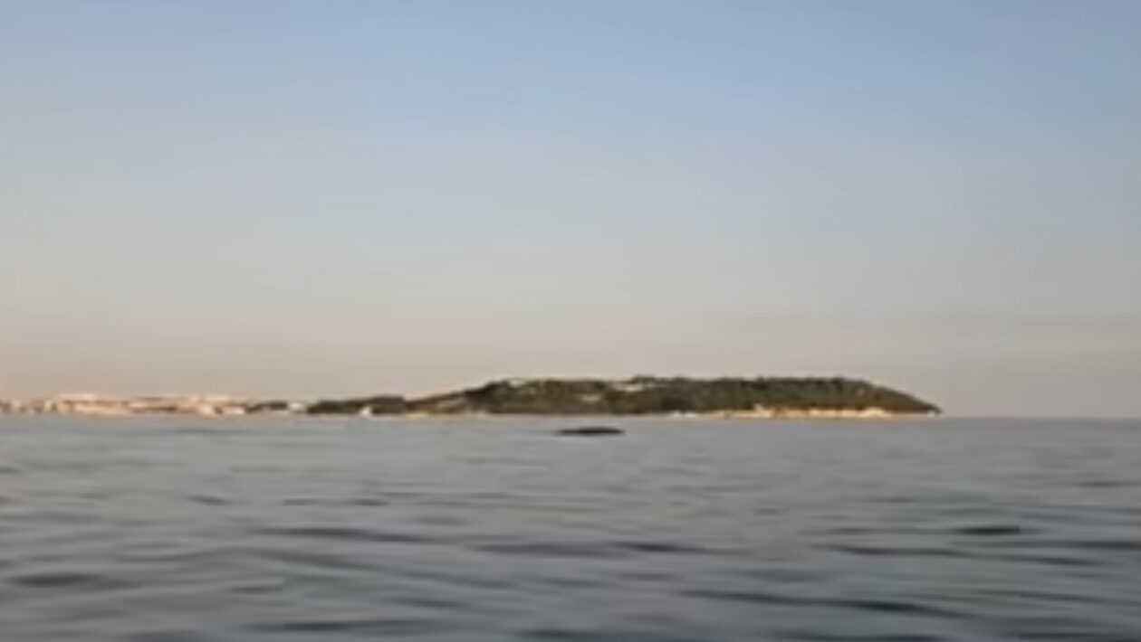 chorvatsko velryba