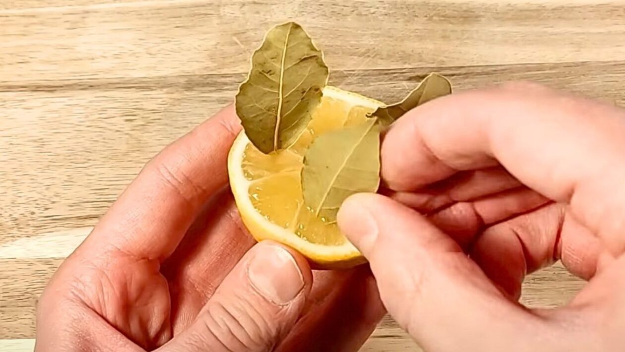 citron bobkovy list