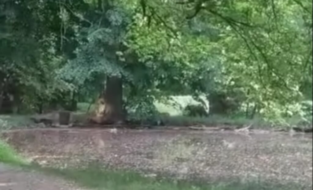 medved park