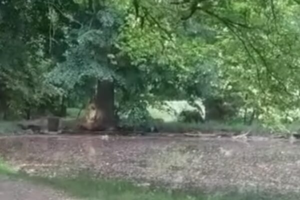 medved park