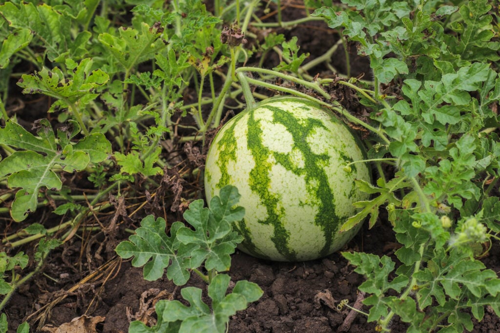 melon pestovanie hnojenie