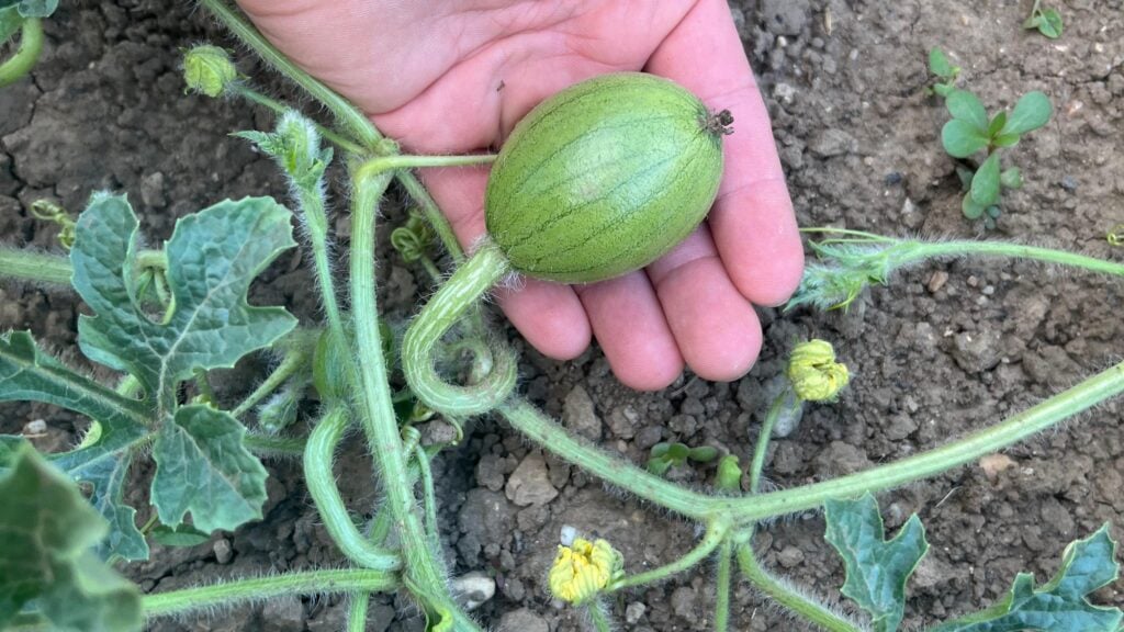 melony pestovanie