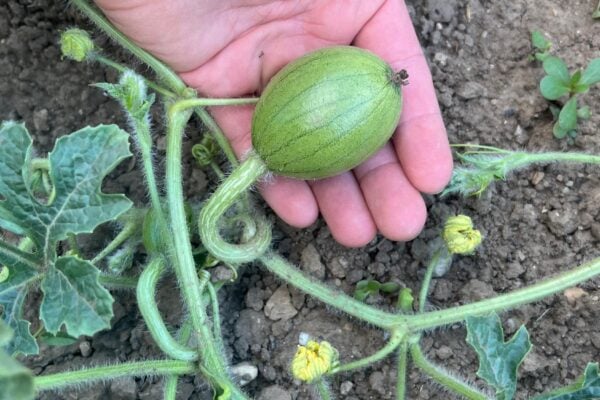 melony pestovanie