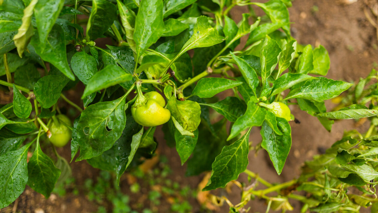 paprika pestovanie