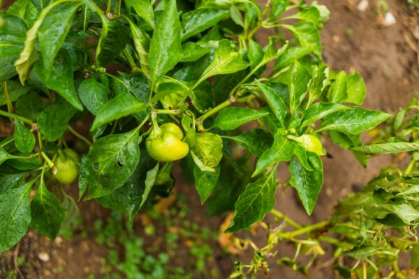 paprika pestovanie