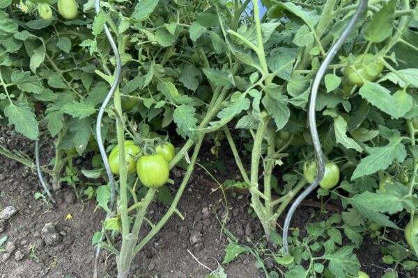 paradajky zelene zahrada