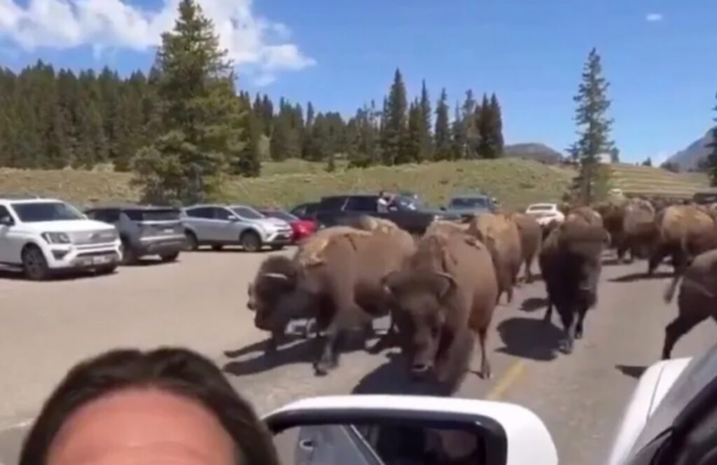 yellowstone zvierata