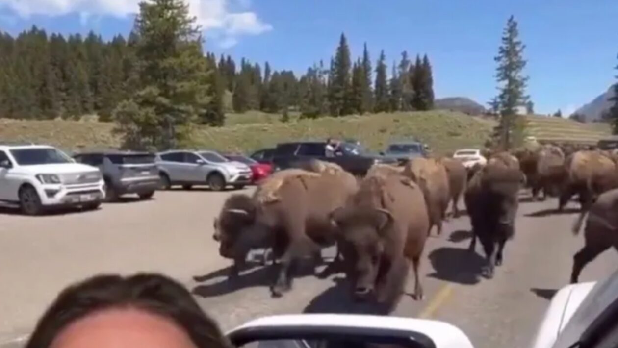 yellowstone zvierata