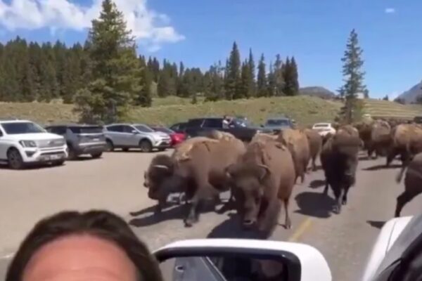 yellowstone zvierata