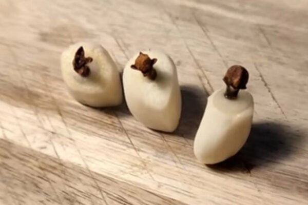 cesnak 1