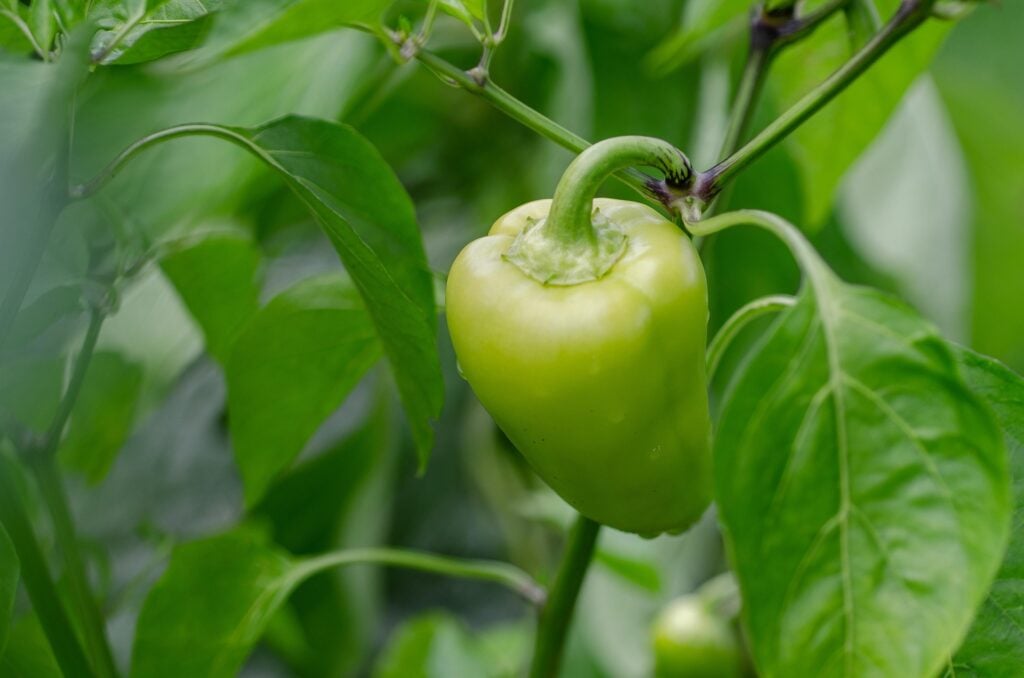 paprika sadenie zahrada