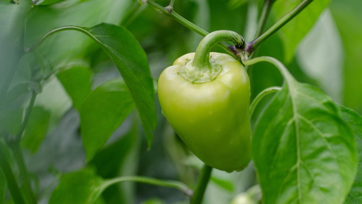 paprika sadenie zahrada