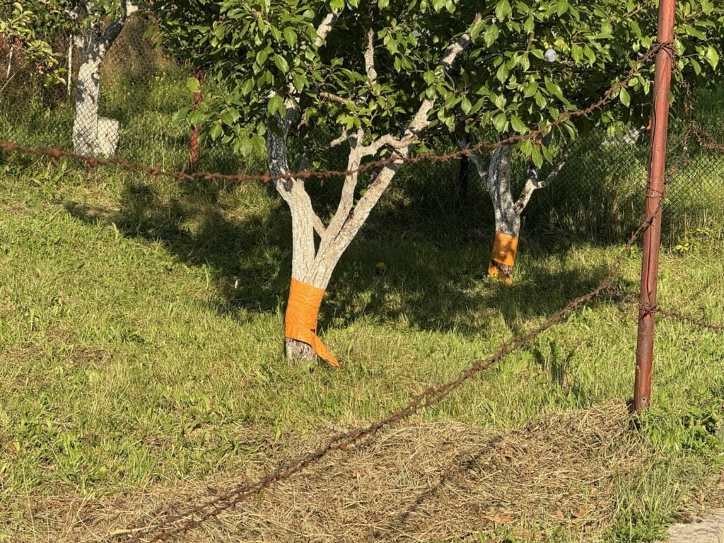 stromy pasy ochrana