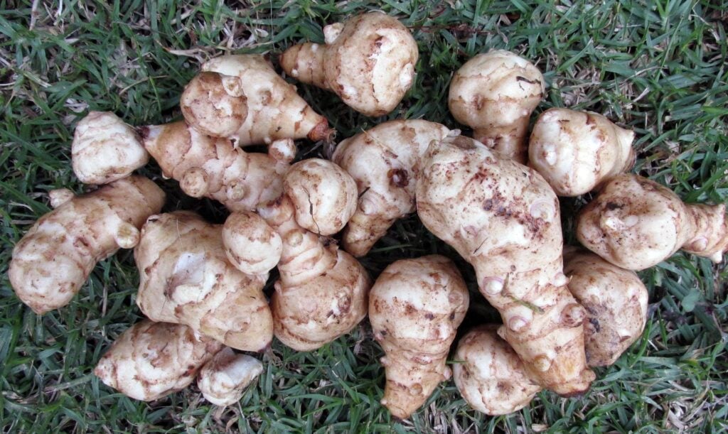 vegetable 3569736 1920