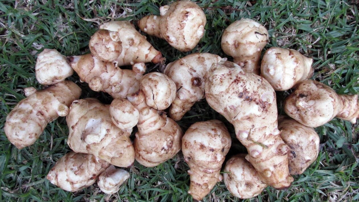 vegetable 3569736 1920