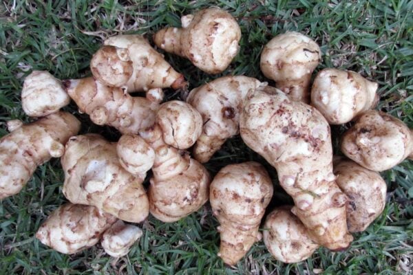 vegetable 3569736 1920