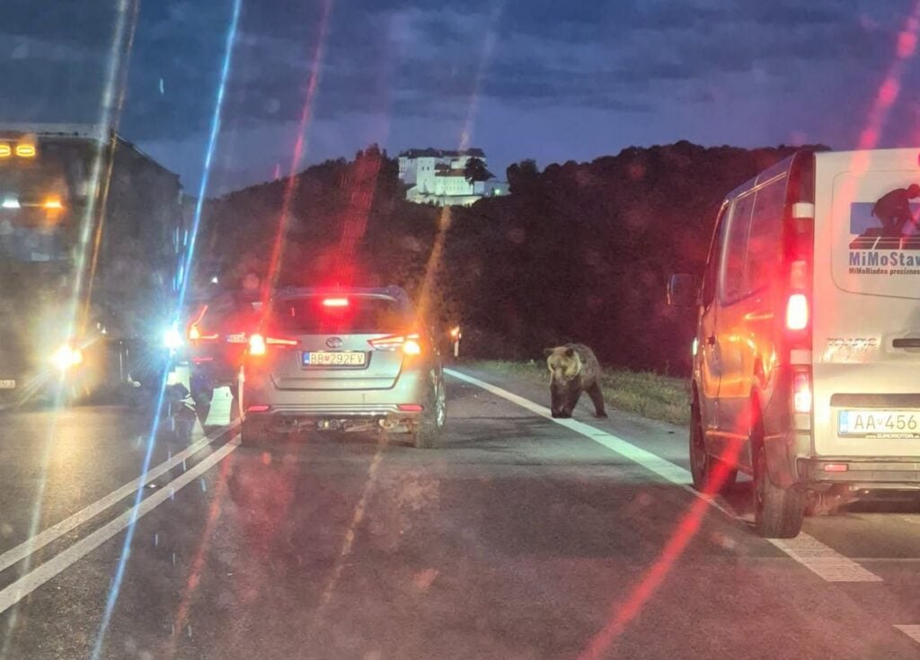 medved slovenska lupca banska bystrica