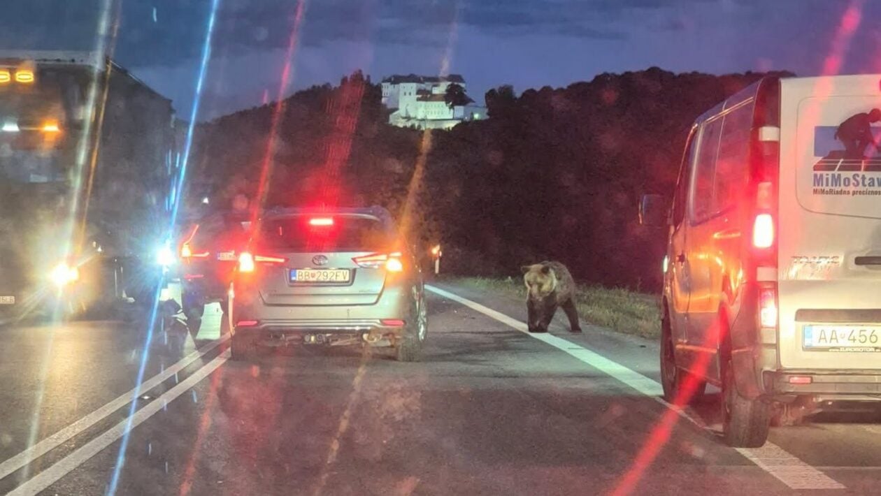 medved slovenska lupca banska bystrica