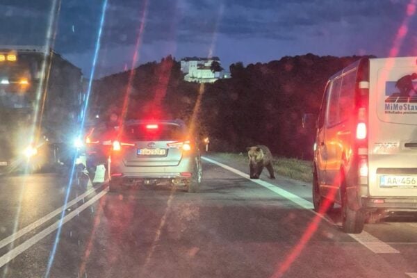 medved slovenska lupca banska bystrica