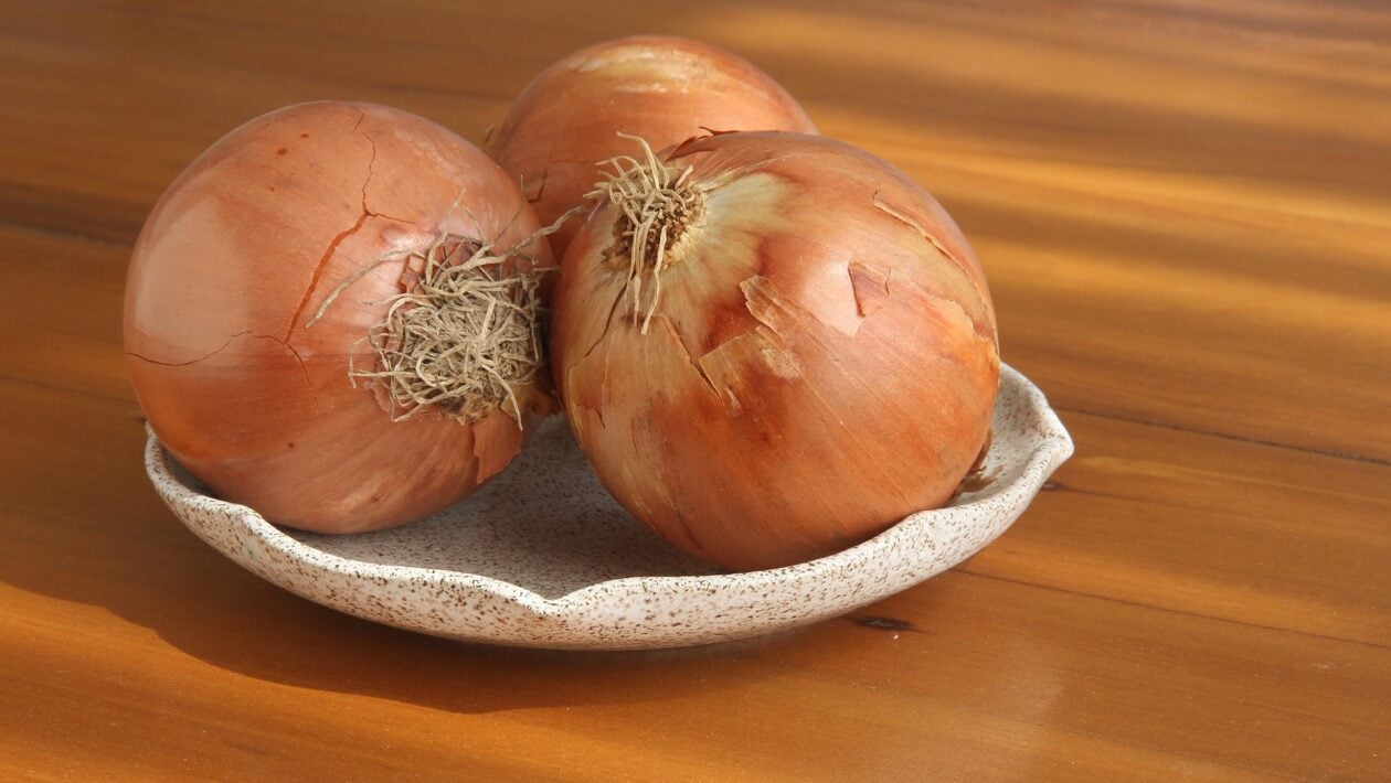 cibula