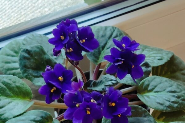 fialka kvet kvetinac