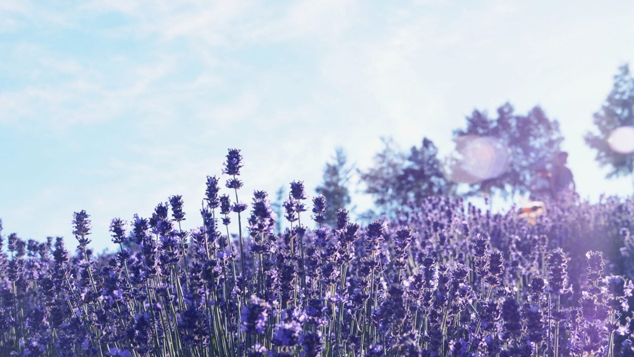 levandula 1