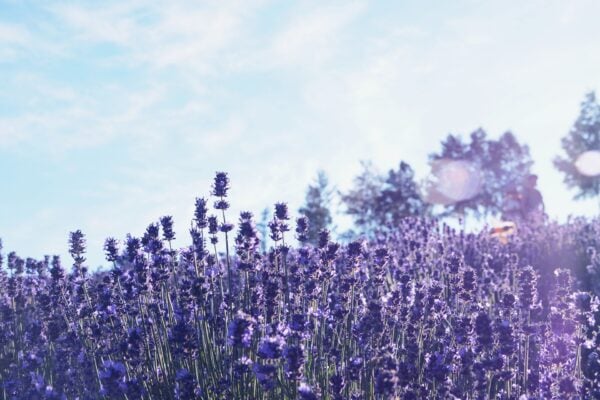 levandula 1