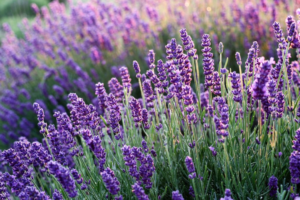 levandula