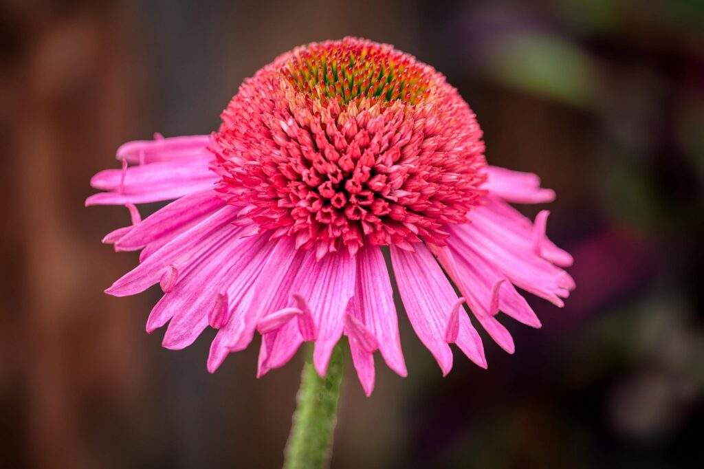 Echinacea trvalky