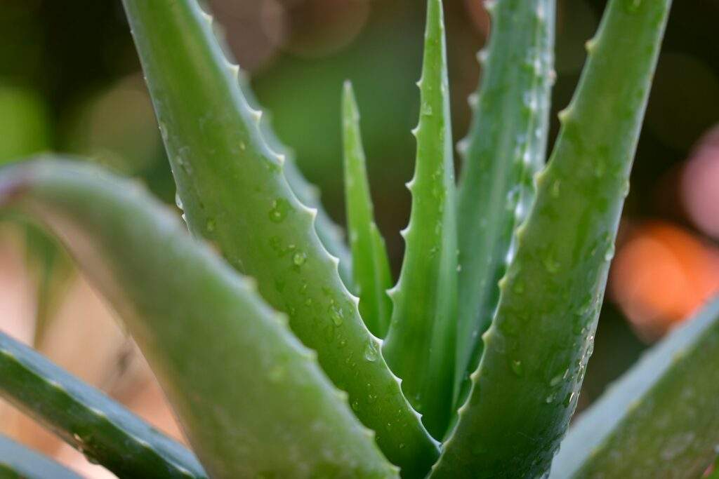 aloe veera