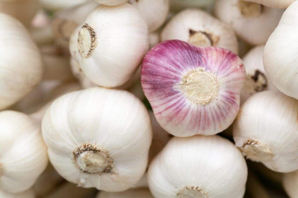 cesnak skladovanie