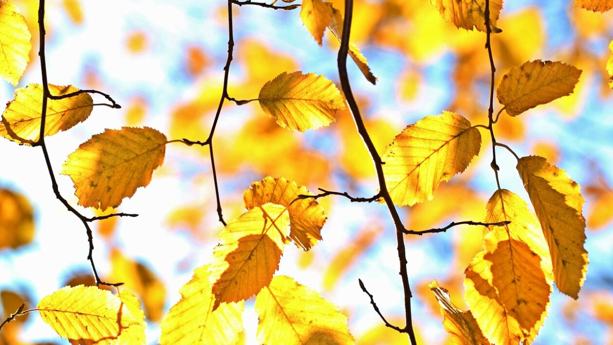 jesen pocasie babie leto