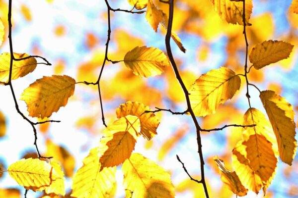 jesen pocasie babie leto