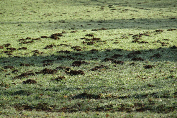 krt krtko zahrada diera