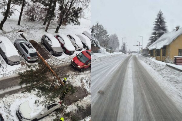 popadane stromy poladovica