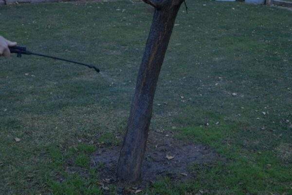 postrek stromy ovocne med