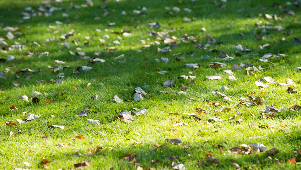 travnik zahrada trava
