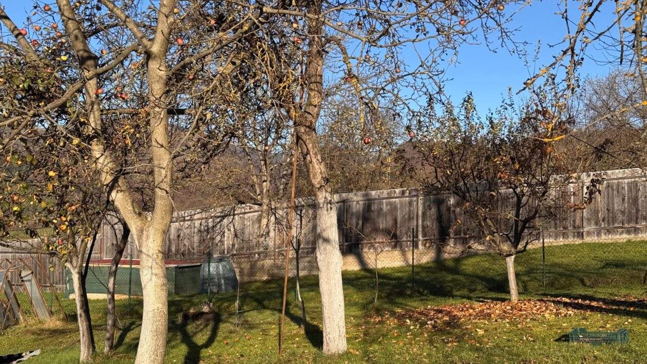 zahrada jesen stromy jablon zima scaled