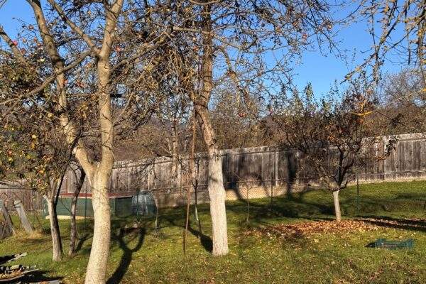 zahrada jesen stromy jablon zima scaled