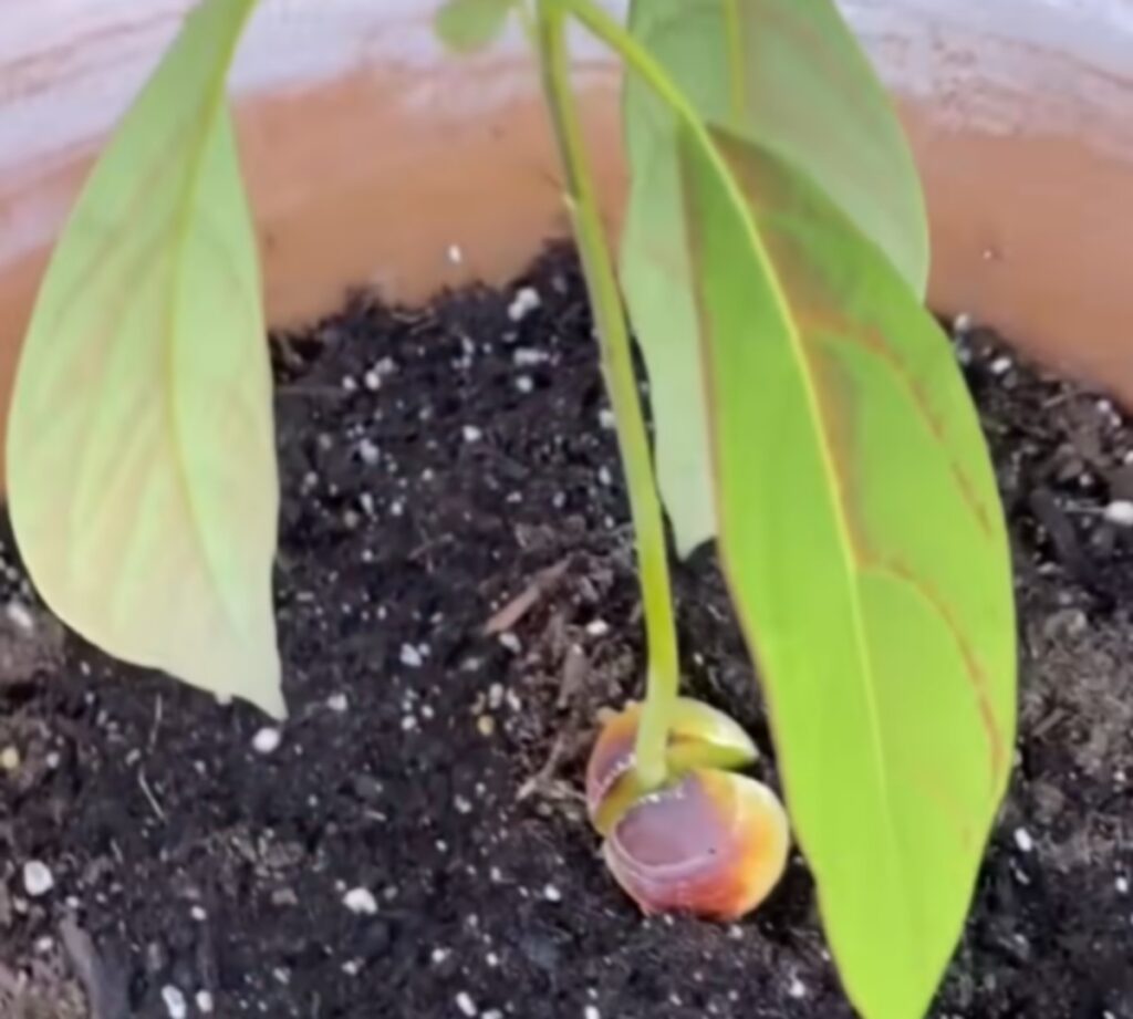 avokado pestovanie kostka 1