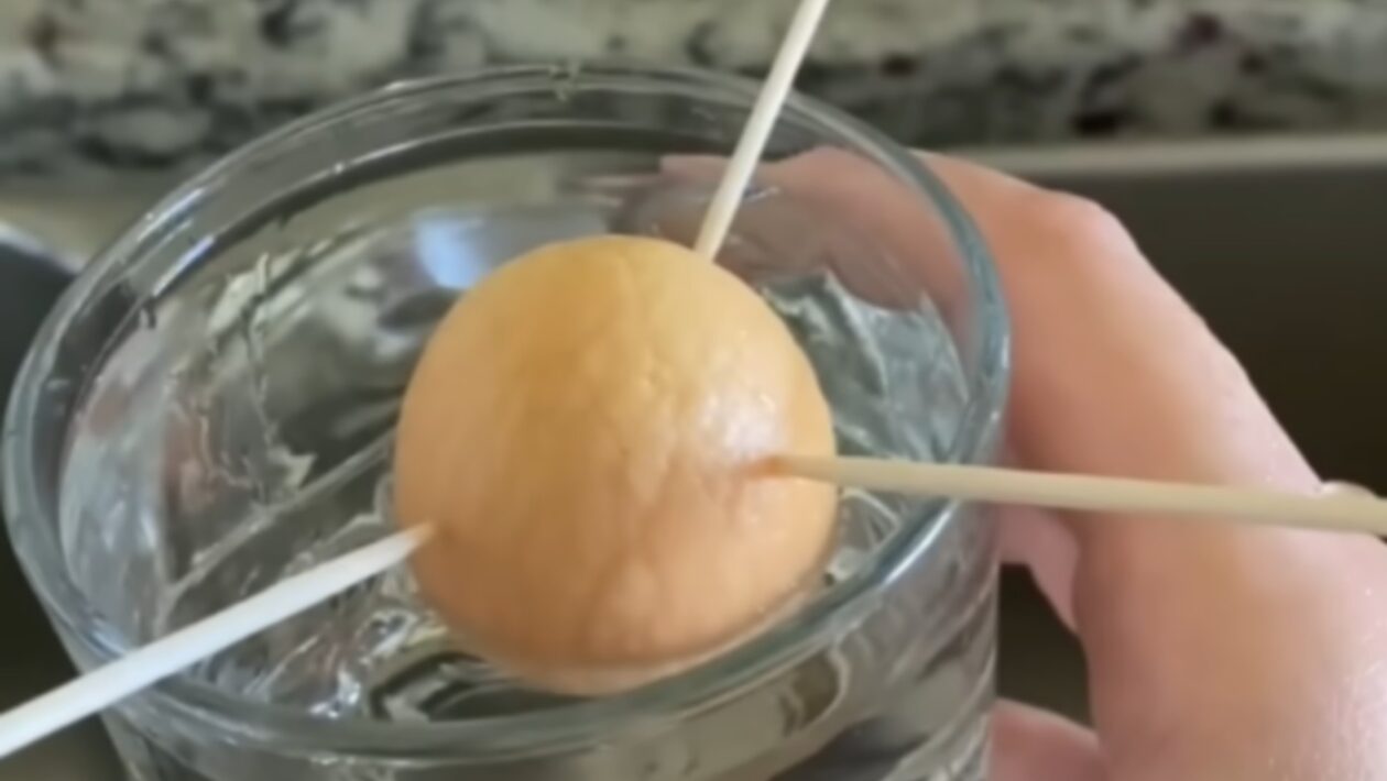 avokado pestovanie kostka