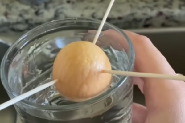 avokado pestovanie kostka