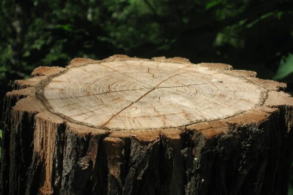 pen stromu odstranit