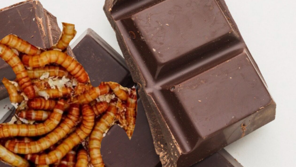 sladkosti potraviny hmyz cerviky