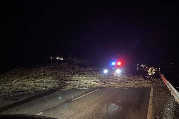 vichrica popadane stromy