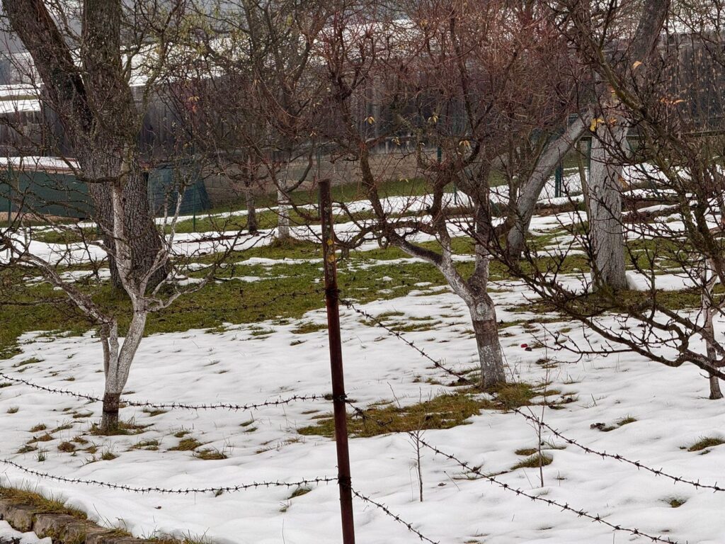 zahrada zima rez stromy 1