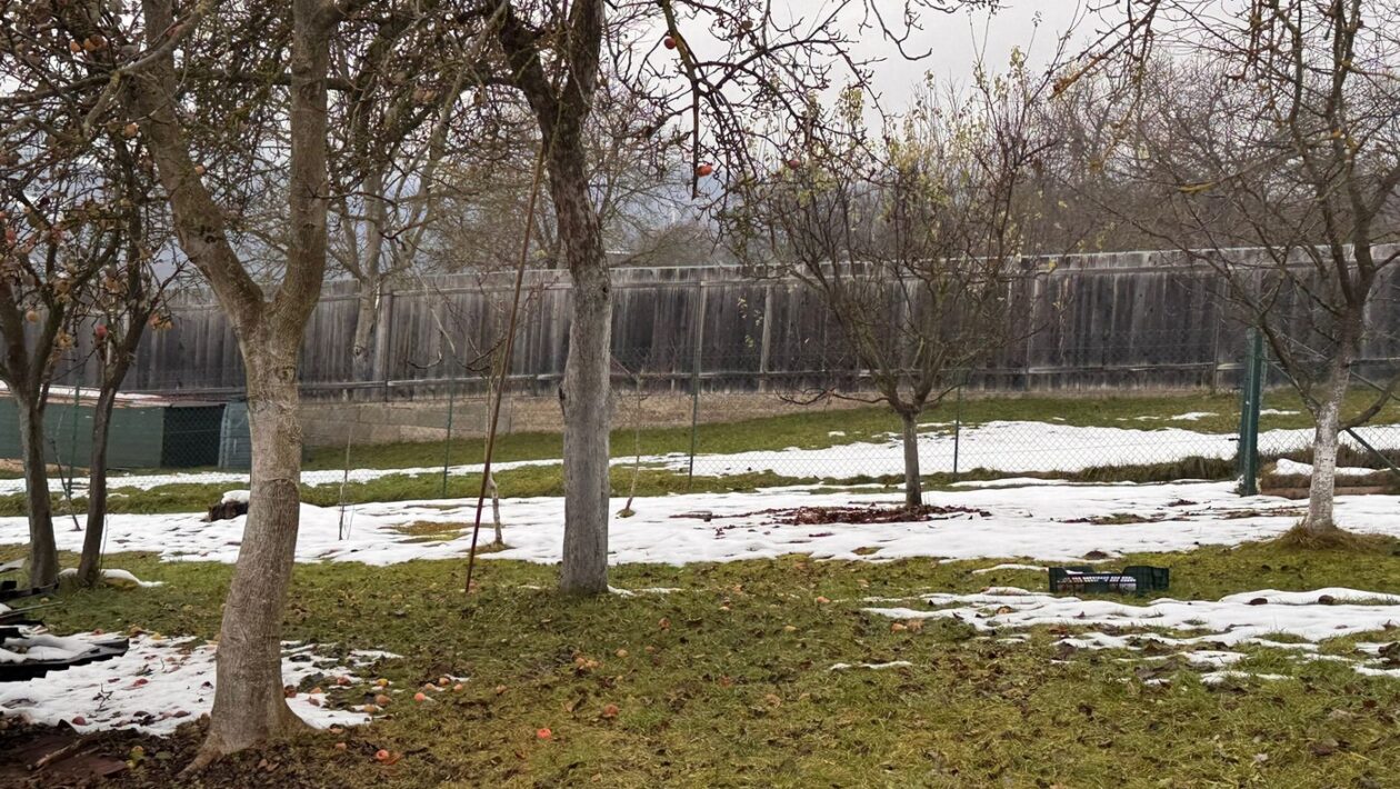 zahrada zima rez stromy