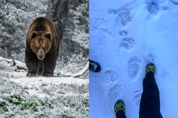 medvede slovensko tatry 2026